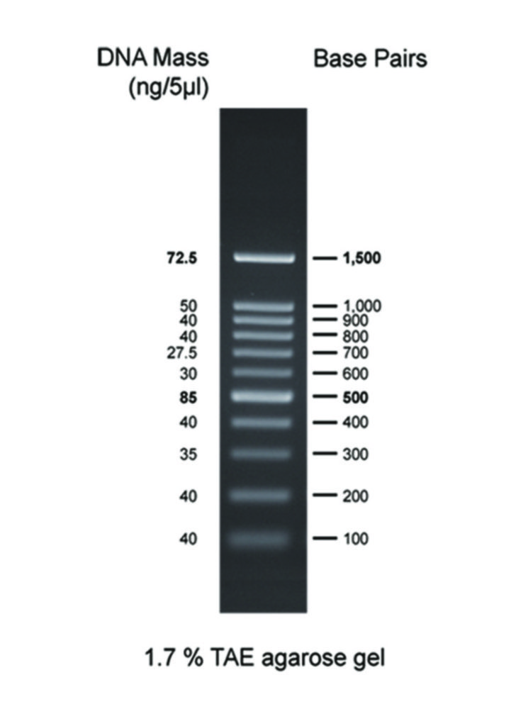 DNA-Leitern für Gelelektrophorese