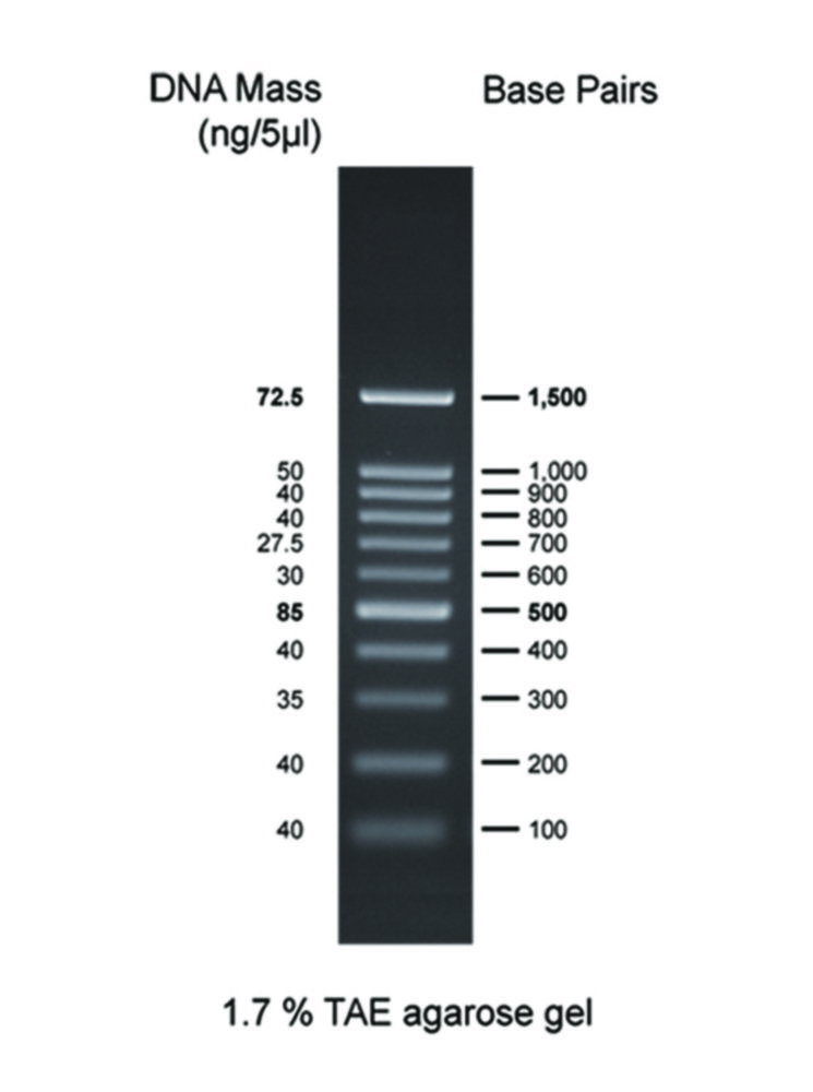 DNA-Leitern für Gelelektrophorese